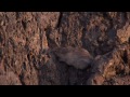 Natural Selection and the Rock Pocket Mouse — HHMI BioInteractive Video