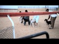 The sport of Saluki racing