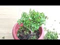 jade plant ke sb sa km time ma tyar hone wale  topiary /super easy and quick jade plant topiary