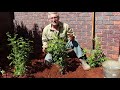 How to Transplant Plants from Pot to Ground