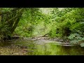 SOOTHING SOUNDS OF FOREST BROOK AND CHIRPING BIRDS, RELAXING NATURE SOUNDS, ASMR