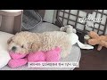 아기 강아지의 한달 성장과정 ㅣ 2개월 말티푸 춘식이