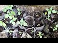 bhut jolakiya plun video volge apni garden#/