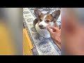 Best Funniest Animal Videos 2024 😅 Funniest Cats and Dogs Videos Part 16  😄 New Funny Cats