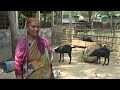 পনির তৈরি করে সফল মাসুমা খানম | কৃষি দিবানিশি | Shykh Seraj | Bangladesh Television |