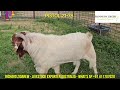 Review Boer Goat Champion and Stud in Pacifica Boer Goat Stud