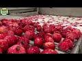 How American Farmers Grow and Harvest Pomegranates Using Agricultural Technology.#14