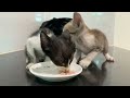 The whole story of the rescued kitten 8 days after being adopted. full video