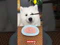 The Cutest Samoyed Eating Show Ever!🐾🍴🐶 #CutePets #Samoyed #PetDebutPlan #puppyfood #subscribe #cute