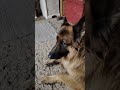 German shepherds and the dental stick.