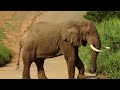 TOP 10 BIGGEST ANIMALS IN THE WORLD