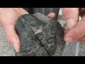 Real vs FAKE Trilobite Fossils