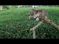 Mother cat teaches kittens. Kitten's first tree climbing lesson.Cat Diary