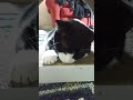 Ozzy loves his cat nip time