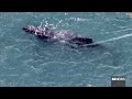 Whale entangled in ropes rescued despite threat of 'large' shark | ABC News
