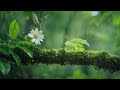 Relaxing meditation music in the forest - Morning music, yoga, relaxing music with the sound of rain