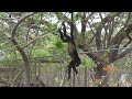 Monkey eating mango, Costa Rica