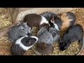 Cute Guinea Pigs