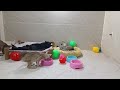 CLASSIC Dog and Cat Videos😻🐕‍🦺😹1 HOURS of FUNNY Clips
