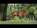 Horsemanship Quick Tip - How to Get Your Horse to Respect You and Stop Grazing