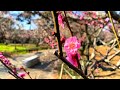 春の訪れを知らせる香り A faint scent of plum that signals the arrival of spring 福岡城跡の梅  Fukuoka Castle Ruins