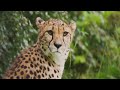 The Untamed Speedster  Life of a Cheetah!  #animalkingdom365 #animaldocumentary