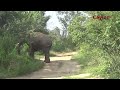 Minneriya Gain tusker wasamba #tusker #elephant #asianelephants