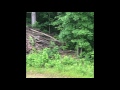 Sounds of a Male Bobcat searching for Bobcat Kittens