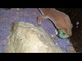 HD Leopard gecko eating Hornworm