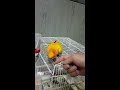 My sun conure not willing to go back to his cage:(