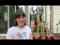 My Outdoor Cactus Collection | your sign to put your cactus outside this summer!!