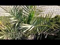 Date palm in Poland ( phoenix dactylifera ) Zone 7a نخلة التمر