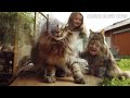 You'll Definitely Want a Maine Coon Cat After Watching This