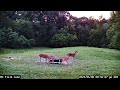 15-Minutes of Evening Deer Feeding