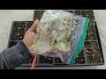 How to Grow Delphinium From Seed 🌱
