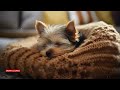 강아지를 위한 수면음악 - 잠잘때 듣는 수면음악ㅣ스트레스 해소와 심리안정을 위한 음악