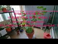 제라늄 시원하게 가지치는 방법_ 이 와중에  꽃대도 올려주시네요 ^^ How to prune geraniums easily_ put up a flower stalk as well.