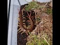 Vietnam Yellow Leg Centipede ( Scolopendra subspinipes) not so easy rehousing