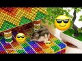 How to Build The BIGGEST Rainbow Mansion With PlayGround Swimming Pool Hamster Love Sports