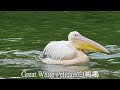 白鵜鶘(大白鵜鶘)/Great White Pelican