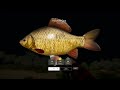 Russian Fishing 4 - BUFFALO ACTIVE SPOT Akhtuba River - RF4 Bottom fishing