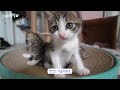 What happens when you foster four kittens…?