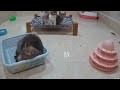 CLASSIC Dog and Cat Videos🥰#🐶💖😻1 HOURS of FUNNY Clips