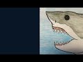 How to Draw a Great White Shark