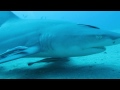 Lemon Sharks