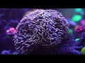 4K Reef Aquarium Relaxation & Chill 4 Hours-World Wide Corals