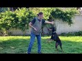 How to Train Your Dog the Most Reliable Recall
