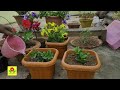 बेबी सनरोज पौधा लगाने का आसान तरीका | How to Grow Baby Sun Rose Plants, Best Soil for Babysunrose