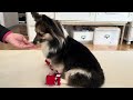 愛犬に靴を履かせてみた　I tried putting shoes on my dog 【パピヨンとコーギーのミックス犬】