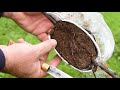 Air layering fruit trees | CLONE your FRUIT TREES and other plants the easy way